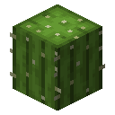Minecraft Cactus item icon (latest, transparent PNG)