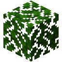 Minecraft Dark Oak Leaves item icon (latest, transparent PNG)