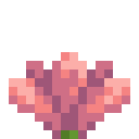 Minecraft Cactus Flower item icon (latest, transparent PNG)
